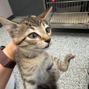 Suzanne -  Domestic Short Hair Cat for Adoption in Port Charlotte, Florida - Suzanne | PetCurious
