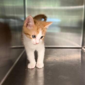 Hank 8446 -  Domestic Short Hair Cat for Adoption in Hamilton, Georgia - Hank 8446 | PetCurious