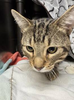 Miko -  Domestic Short Hair Cat for Adoption in Montreal, Quebec - Miko | PetCurious