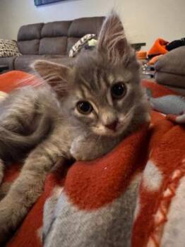 Gretel -  Domestic Long Hair Cat for Adoption in Mokena, Illinois - Gretel | PetCurious