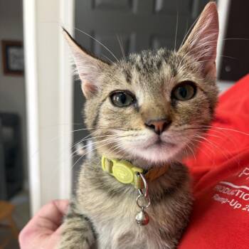 Rex -  Domestic Short Hair Cat for Adoption in Bedford, New Hampshire - Rex | PetCurious