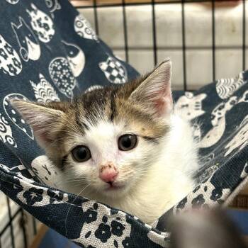 Nova -  Domestic Short Hair Cat for Adoption in Los Angeles, California - Nova | PetCurious