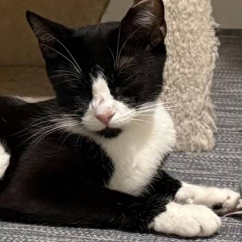 Martini -  Domestic Short Hair Cat for Adoption in Bel Air, Maryland - Martini | PetCurious