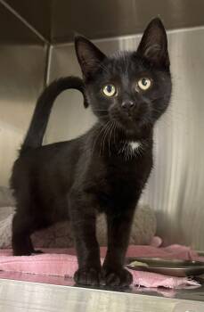 Boots -  Domestic Short Hair Cat for Adoption in Stratford, Connecticut - Boots | PetCurious