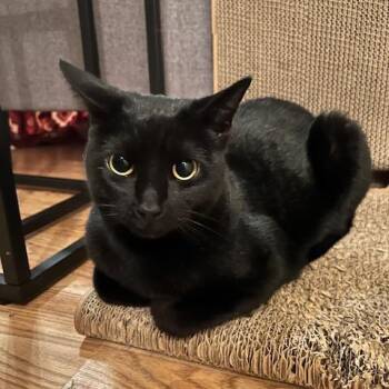 Perry -  Domestic Short Hair Cat for Adoption in Houston, Texas - Perry | PetCurious