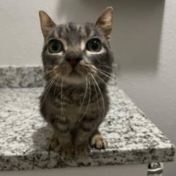 Gatsby -  Domestic Short Hair Cat for Adoption in Lake Jackson, Texas - Gatsby | PetCurious