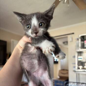 Dracula -  Domestic Short Hair Cat for Adoption in Fresno, California - Dracula | PetCurious