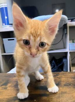 Logan -  Domestic Short Hair Cat for Adoption in Little Rock, Arkansas - Logan | PetCurious