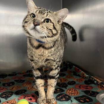 Domestic Short Hair Cats Available for Adoption in Lakeland, Florida - Benny | PetCurious
