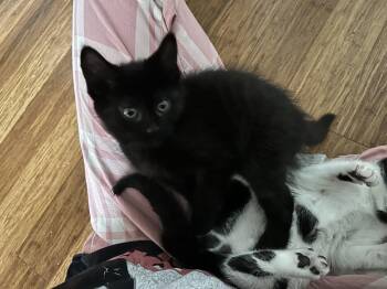 Blue Moon -  Domestic Short Hair Cat for Adoption in Walled Lake, Michigan - Blue Moon | PetCurious
