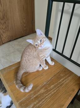 Reba -  Domestic Short Hair Cat for Adoption in Prairie Rose, North Dakota - Reba | PetCurious