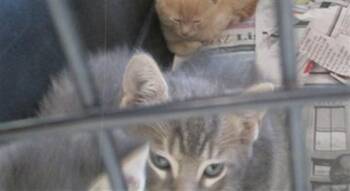 Domestic Short Hair Cats Available for Adoption in Ocala, Florida - FRANKIE | PetCurious