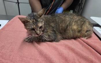 Meow Meow -  Domestic Short Hair Cat for Adoption in Sacramento, California - Meow Meow | PetCurious