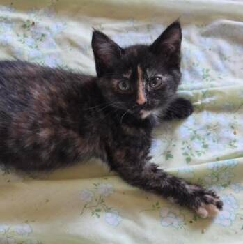 Hannah -  Domestic Short Hair Cat for Adoption in Vancouver, Washington - Hannah | PetCurious