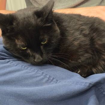 Rescue Domestic Short Hair Cats for Adoption in Fairmont, West Virginia - Ingrid | PetCurious