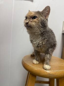 Hammerhead -  Domestic Short Hair Cat for Adoption in Hartsville, South Carolina - Hammerhead | PetCurious