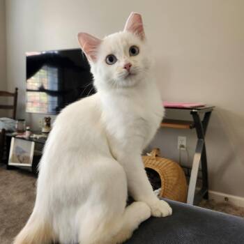 Rescue Domestic Medium Hair Cats for Adoption in Karns City, Pennsylvania - CHESSIE | PetCurious