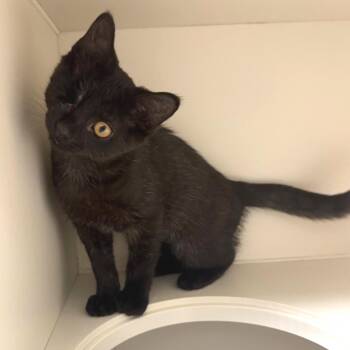 Devin -  Domestic Short Hair Cat for Adoption in Fairport, New York - Devin | PetCurious