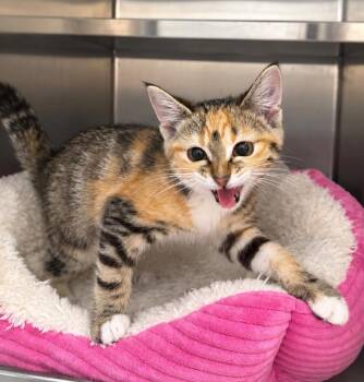 Riblet -  Domestic Short Hair Cat for Adoption in Fort Lupton, Colorado - Riblet | PetCurious