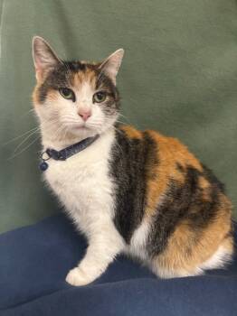 Rescue Domestic Short Hair Cats for Adoption in Wabash, Indiana - Hazel | PetCurious