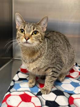 Pippa -  Domestic Short Hair Cat for Adoption in Frankfort, Kentucky - Pippa | PetCurious