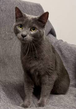 BOLT -  Russian Blue Cat for Adoption in Bolivia, North Carolina - BOLT | PetCurious