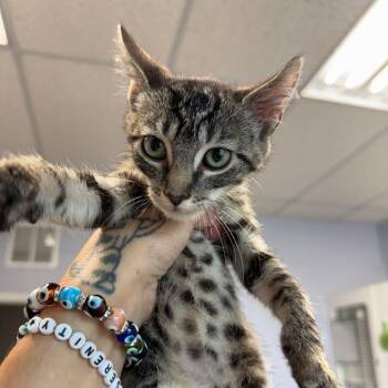 Chili -  Domestic Short Hair Cat for Adoption in Port Richey, Florida - Chili | PetCurious