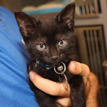 Anakin -  Domestic Short Hair Cat for Adoption in Port Washington, New York - Anakin | PetCurious