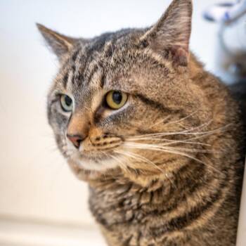 Domestic Short Hair Cats Available for Adoption - Charles | PetCurious