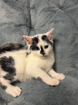 Traffic Cone -  Domestic Short Hair Cat for Adoption in North Babylon, New York - Traffic Cone | PetCurious