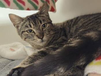 Domestic Short Hair Cats Available for Adoption in Bellingham, Washington - Drew | PetCurious
