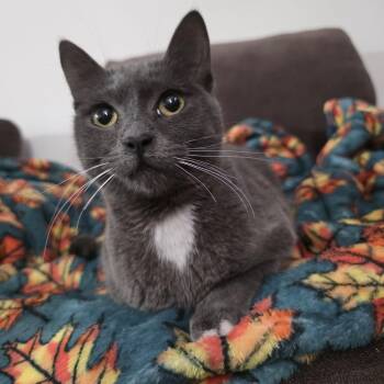 American Shorthair Cats Available for Adoption - Samba *Cerebellar Hypoplasia (CH) | PetCurious