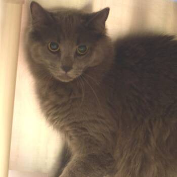 Buddy the Elf -  Domestic Long Hair Cat for Adoption in Belleville, Illinois - Buddy The Elf | PetCurious