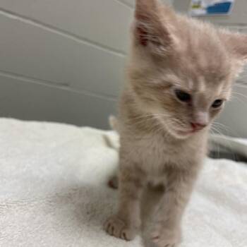 Nico -  Domestic Short Hair Cat for Adoption in Bristol, Indiana - Nico | PetCurious