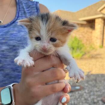 Taffy -  Domestic Medium Hair Cat for Adoption in Midland, Texas - Taffy | PetCurious