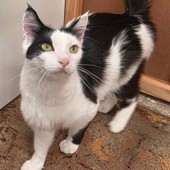 Penelope -  Domestic Medium Hair Cat for Adoption in Milan, Illinois - Penelope | PetCurious