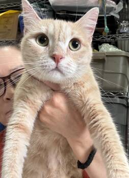 Ginger -  Egyptian Mau and British Shorthair Cat for Adoption in Brampton, Ontario - Ginger | PetCurious
