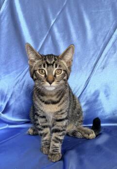 SHARKY -  Domestic Short Hair Cat for Adoption in Rowland Heights, California - SHARKY | PetCurious