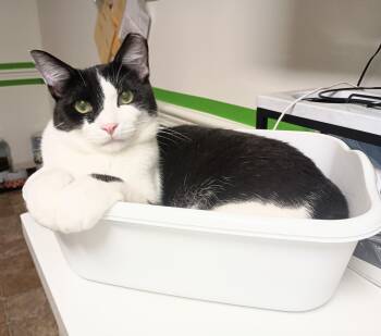 Rescue Domestic Short Hair Cats for Adoption in Ridgeland, Mississippi - FUDGSICLE | PetCurious