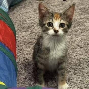 Burbage -  Domestic Short Hair Cat for Adoption in Fredericksburg, Virginia - Burbage | PetCurious