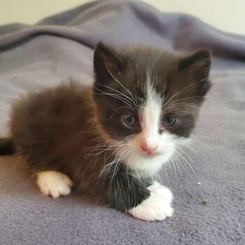 Bacon -  Domestic Short Hair Cat for Adoption in Morden, Manitoba - Bacon | PetCurious