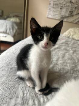 Rescue Domestic Short Hair Cats for Adoption in Oceanside, California - Ivy | PetCurious