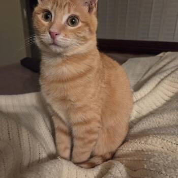 Willow -  Domestic Short Hair Cat for Adoption in Denver, Colorado - Willow | PetCurious