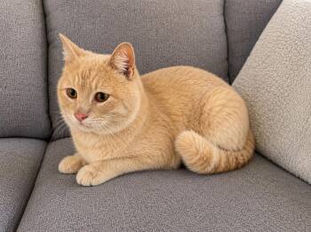 Domestic Short Hair Cats Available for Adoption in Trenton, New Jersey - Raynes | PetCurious