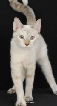 Fidget Spinner -  Domestic Short Hair and Siamese Cat for Adoption in Newland, North Carolina - Fidget Spinner | PetCurious
