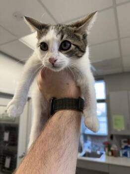 Speckles -  Domestic Short Hair Cat for Adoption in Lafayette, Indiana - Speckles | PetCurious