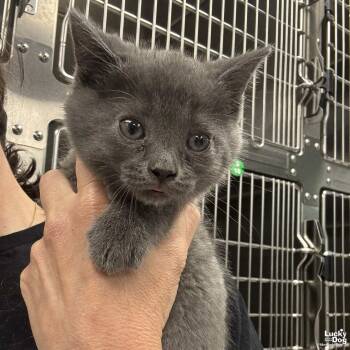 Domestic Short Hair Cats Available for Adoption in Washington, District Of Columbia - Patriot | PetCurious