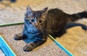 Hopper -  Domestic Short Hair Cat for Adoption in West Mifflin, Pennsylvania - Hopper | PetCurious