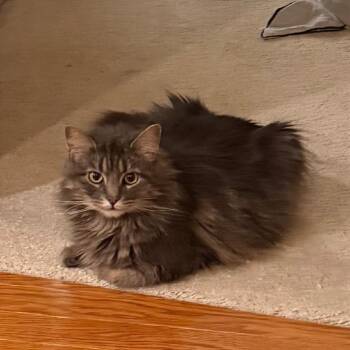 Domestic Medium Hair Cats Available for Adoption in Gibsonia, Pennsylvania - Little Girl | PetCurious