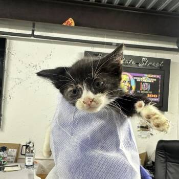 Honey Cake -  Domestic Short Hair Cat for Adoption in New York, New York - Honey Cake | PetCurious